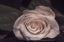 wet white rose 