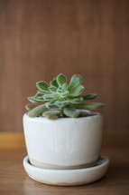 a potted plant on a wood table 