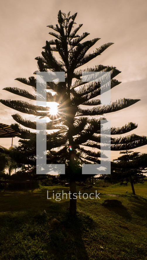 sunlight behind a tree 