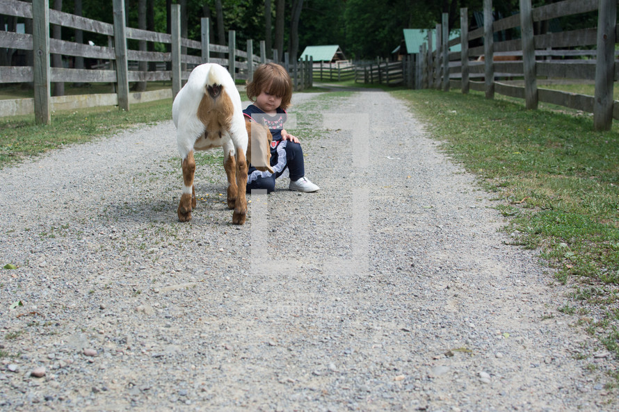 a toddler girl petting a  goat on a farm 