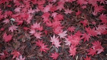red fall leaves on the ground 