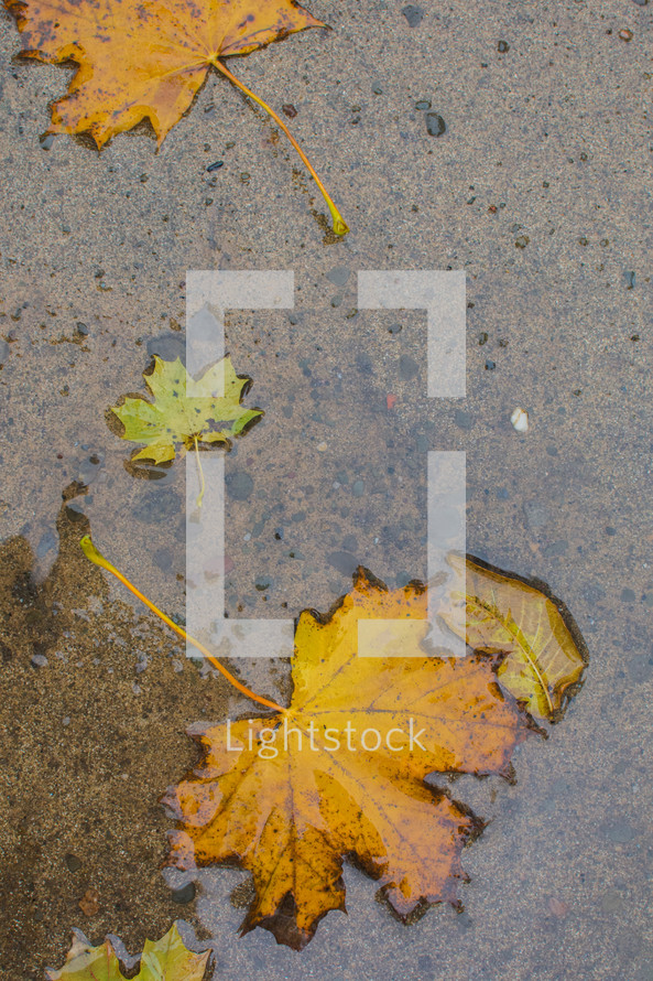 fall leaves on a wet sidewalk 