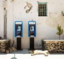 two dogs lying under phone booths 