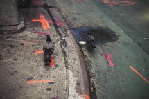 pigeons on a city sidewalk