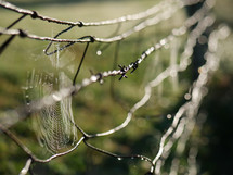 spider web on barded wire 