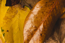 autumn leaf pile