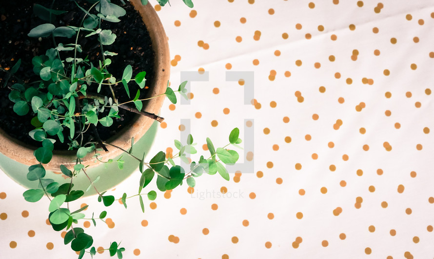 a potted plant on a polka dot background 