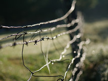 spider web on barbed wire 