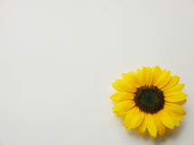 yellow sunflower on white background 