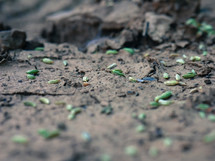 seeds on cracked earth 