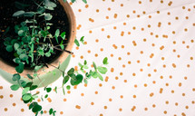 a potted plant on a polka dot background 