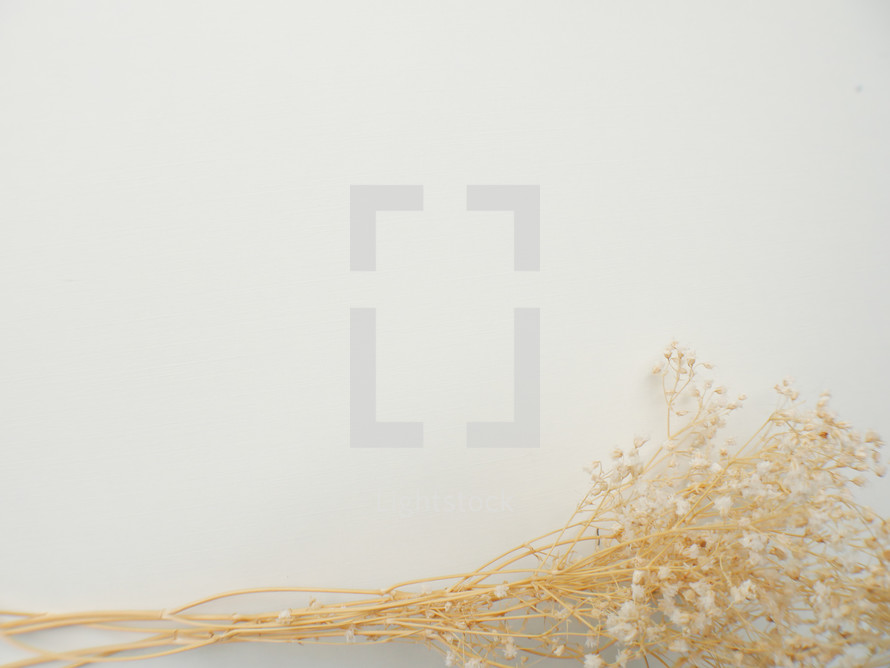 brown dried flowers on white background 