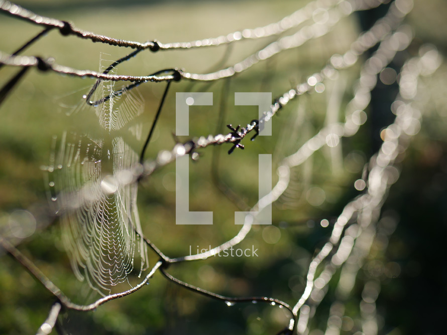 spider web on barded wire 