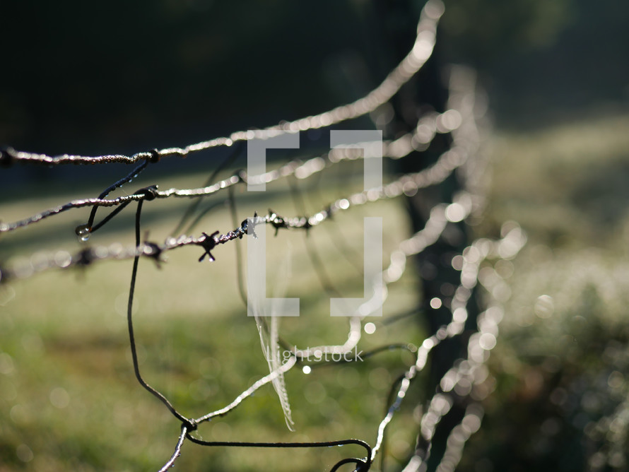 spider web on barbed wire 
