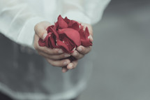 cupped hands holding rose petals 