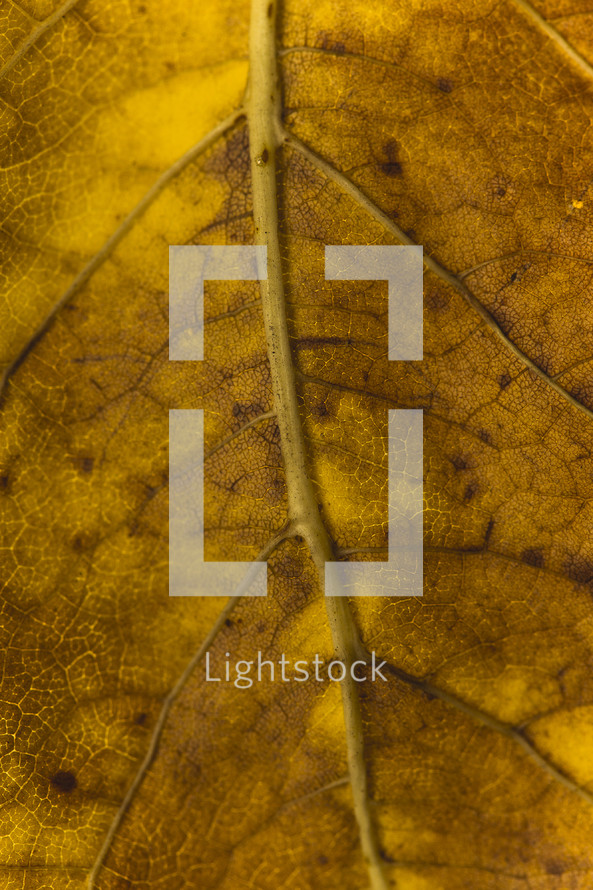 veins of an autumn leaf