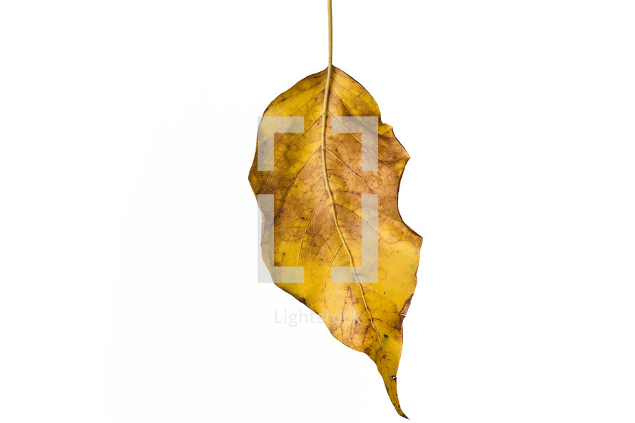 dead leaf