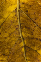 veins of an autumn leaf