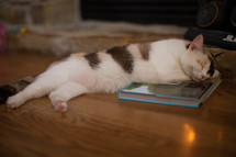 Cat sleeping on book