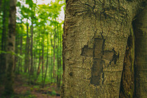 cross carved in a tree 
