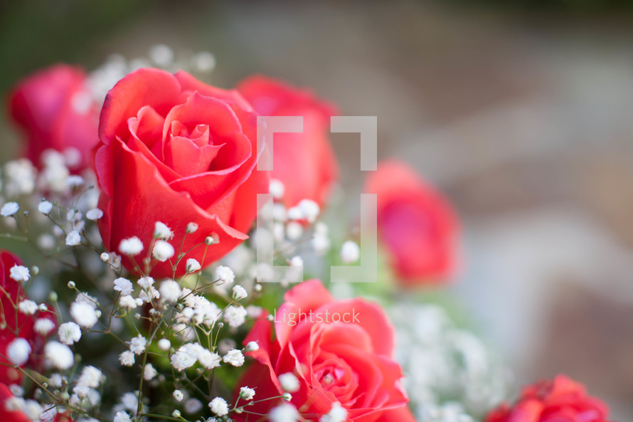 closeup of roses in a vase