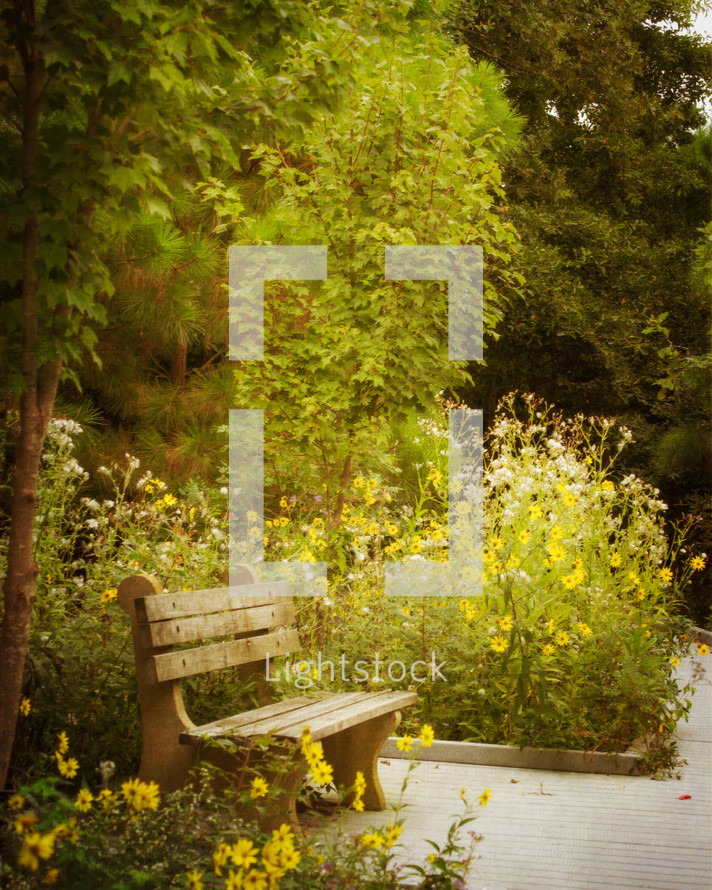 A bench beside a path lined with tall yellow flowers.