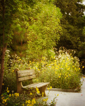 A bench beside a path lined with tall yellow flowers.