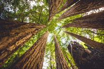 Towering redwood trees