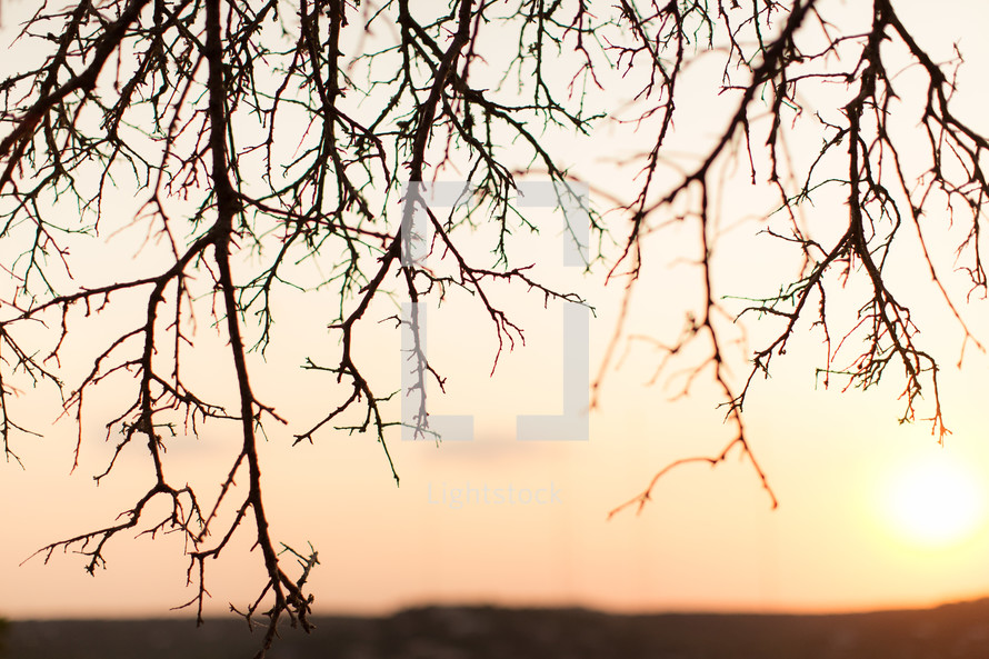 Tree branches at sunset