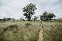 worn path on a grassing hillside 