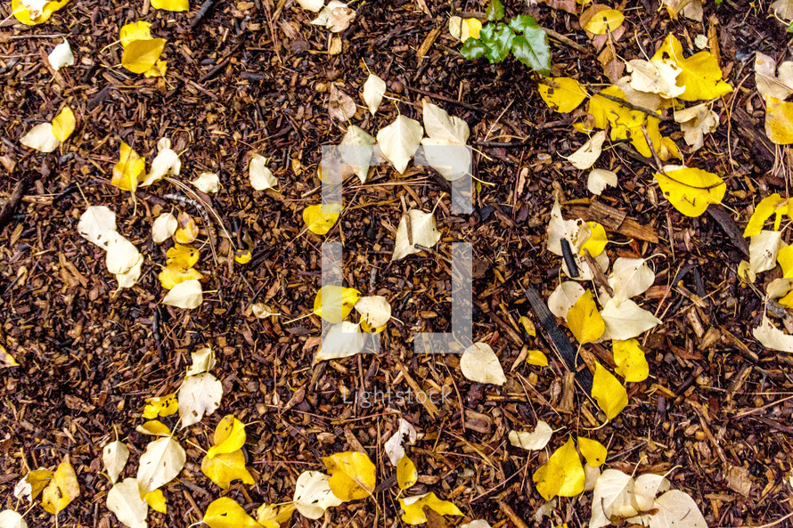  yellow and white leaves on a bed of bark and dirt in the fall