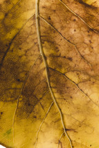 veins in an autumn leaf