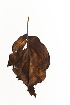 brown, ragged leaf - fall