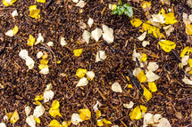  yellow and white leaves on a bed of bark and dirt in the fall