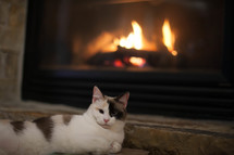 Spotted cat by fireplace