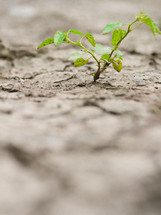 a plant growing on dry ground 