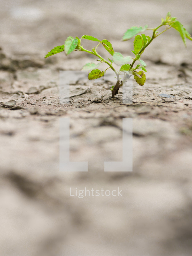 a plant growing on dry ground 