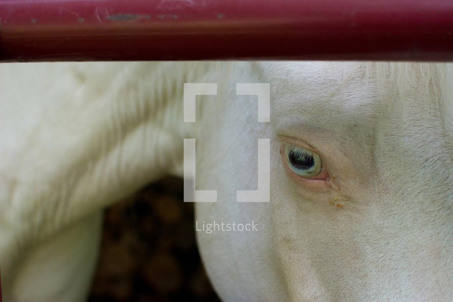 a horse's eye 
