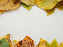 fall leaves on white background 
