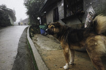 a stray dog on a sidewalk 