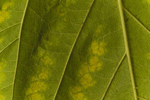 veins in a leaf