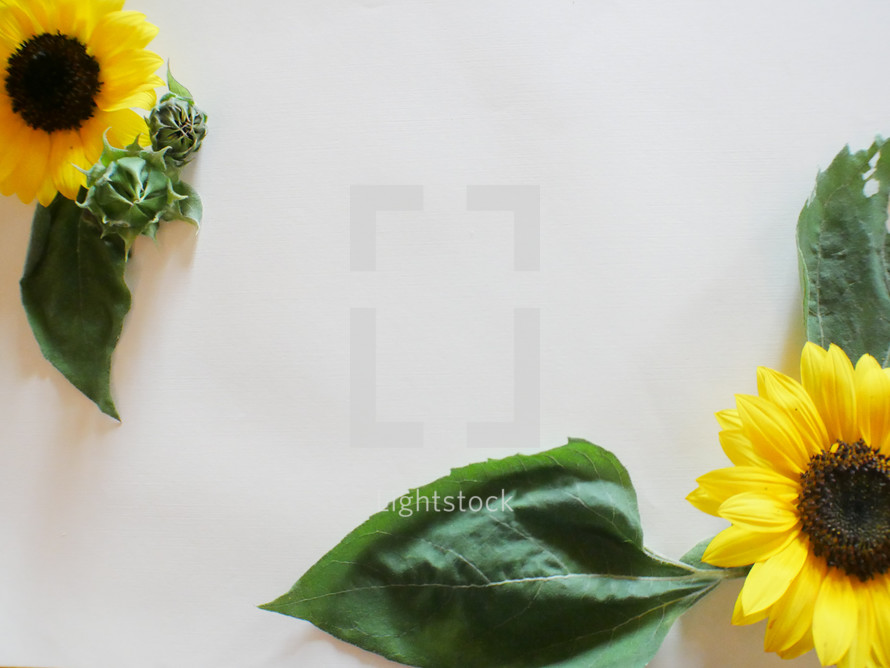 edge of a yellow sunflower on a white background 