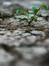 a plant growing in dry ground 