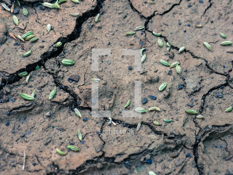 seeds on cracked earth 