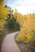 a concrete path through a fall forest 