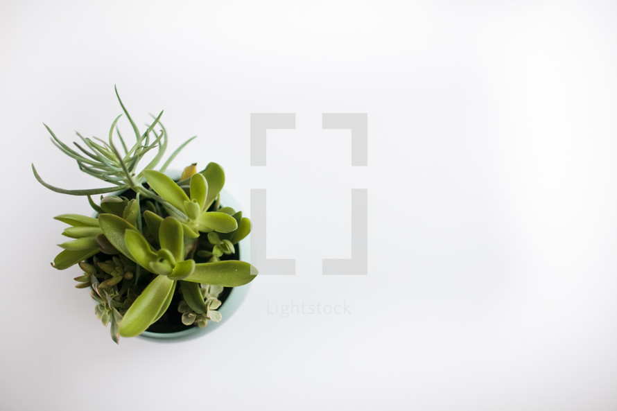 overhead view of a succulent plant 