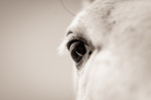 Eye of a white horse