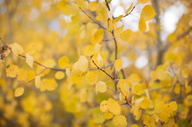 yellow fall leaves on a tree 