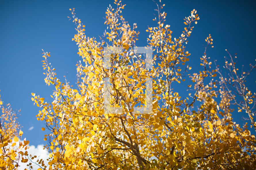 fall leaves on a tree against a blue sky 