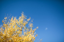 fall leaves on a tree against a blue sky 